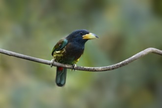 Great Barbet (Psilopogon virens) perched on a branch, Yunnan, China