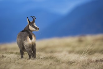 Chamois (Rupicapra rupicapra) in front of mountain range, Vosges, France