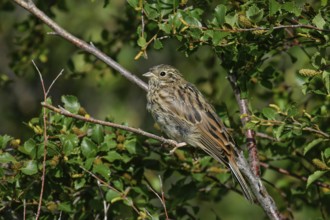 Pine Bunting (Emberiza leucocephalos) juvenile, Mongolia