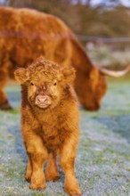 Portrait of a Highland calf (Bos (primigenius) taurus)