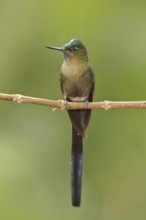 Violet-tailed Sylph (Aglaiocercus coelestis) male, Ecuador