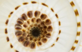 Detailed macro shot of a sundial seashell, revealing its mesmerizing spiral structure, earthy