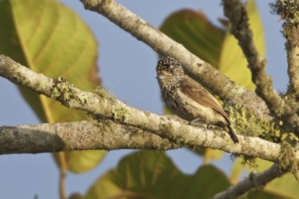 Ocellated Piculet (Picumnus dorbignyanus) perched on a branch in Bolivia, South America
