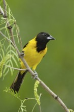 Audubon's Oriole (Icterus graduacauda), Texas, USA