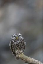 One little owl (Athene noctua) sitting on a branch inside the ruins of an ancient castle