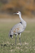 Sandhill Crane (Antigone canadensis), New Mexico, USA