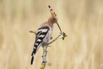 Hoopoe (Upupa epops) Hungary