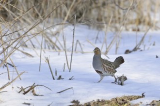 Grey Partridge (Perdix perdix), Lower Saxony, Germany