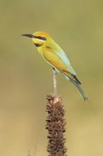 Rainbow Bee-eater (Merops ornatus), Western Australia, Australia