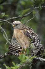 Red-shouldered Hawk (Buteo lineatus), Florida, USA
