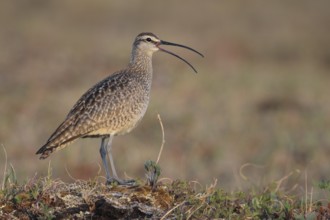 Whimbrel (Numenius phaeopus), Alaska, USA