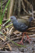 Blackish Rail (Pardirallus nigricans) feeding in a marsh in the Atlantic rainforest of southeast