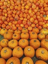 Hokkaido pumpkins, Lower Saxony, Germany