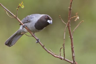 Black-faced Tanager (Schistochlamys melanopis) perched on a branch in Bolivia, South America