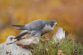 Bird behavour, falcon with catch bird. Bird of prey Peregrine Falcon feeding kill pheasant on the