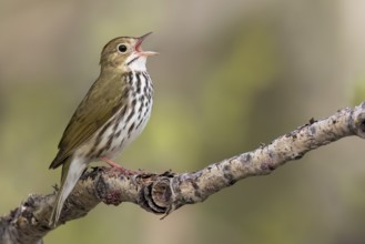 Ovenbird (Seiurus aurocapillus) perched on a branch in Ontario, Canada