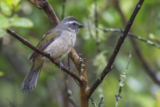 Green-winged Saltator (Saltator similis) perched on a branch in the Atlantic rainforest of
