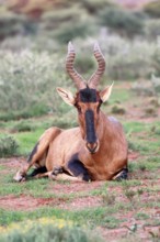Red hartebeest (Alcelaphus buselaphus caama), Kaama, adult, sitting, alert, Mokala National Park,