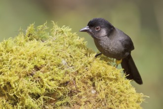 Yellow-thighed Finch (Pselliophorus tibialis) perched on a mossy stump in Costa Rica, Central