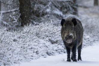 At the end of November, the mating season for wild boar (Sus scrofa) begins and the boars go in