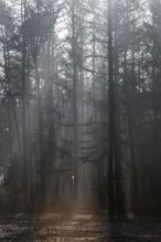 Rays of light in the forest, Emsland, Lower Saxony, Germany