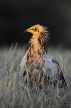 Egyptian Vulture (Neophron percnopterus) in field, Castile-La Mancha, Spain