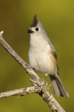Black-crested Titmouse (Baeolophus atricristatus), Texas, USA