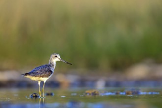 Greenshank, (Tringa nebularia) Wading bird, limesticks, foraging in mudflats, snipe family Salalah,