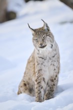 Eurasian lynx (Lynx lynx) sitting in the snow, Wildpark Aurach, Kitzbühl, Tirol, Austria