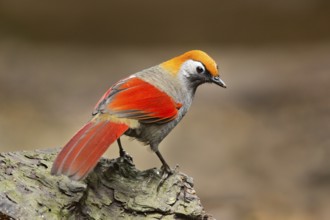 Red-tailed Laughingthrush (Trochalopteron milnei), Yunnan, China
