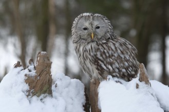 Ural Owl (Strix uralensis), Rhineland-Palatinate, Germany
