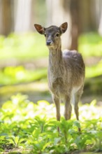Fallow deer (Dama dama) fawn, in a forest, Bavaria, Germany