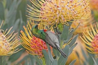 Southern Double-collared Sunbird (Cinnyris chalybeus) male, Western Cape, South Africa