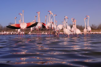 A captivating scene of pink flamingos at their nuptial stop in the French Camargue, with one