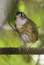 White-lored Antpitta (Hylopezus fulviventris), Napo, Ecuador