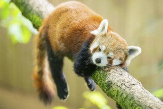 Red panda (Ailurus fulgens) lying on a branch in a tree, Germany