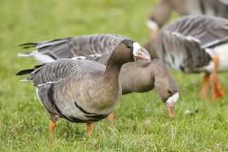 Greater White-fronted Goose (Anser albifrons) foraging, North Rhine-Westphalia, Germany