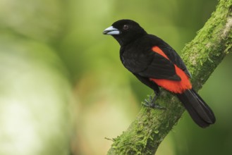 Passerini's Tanager (Ramphocelus passerinii) perched on a branch in Costa Rica