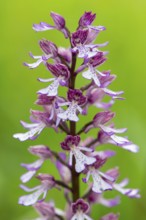 Purple Orchid (Orchis purpurea), Leutra, Jena, Thuringia, Germany