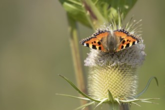 Small tortoiseshell butterfly (Aglais urticae) adult insect feeding on a Teasel flower in summer,