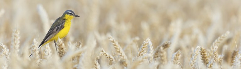 Blue-headed Yellow Wagtail, (Motacilla flava flava), Bergeronnette printanière, Lavandera Boyera,