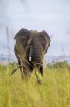 African elephant (Loxodonta africana), in tall grass, Serengeti National Park, Tanzania