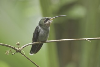 Band-tailed Barbthroat (Threnetes ruckeri), Ecuador