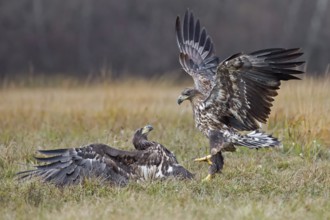 White-tailed Eagle (Haliaeetus albicilla) juvenile, Poland