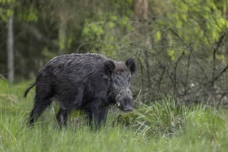 A wild boar (Sus scrofa) in early summer, spring, Denmark