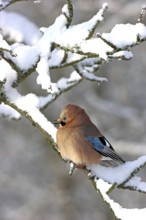 Jay, European Jay, Jay, eurasian jay (Garrulus glandarius), Geai des chênes, Arrendajo Común,