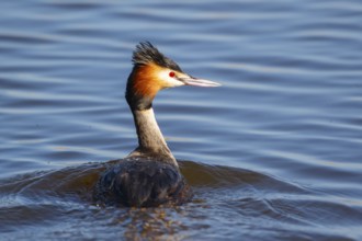 Great Crested Grebe (Podiceps cristatus), Netherlands