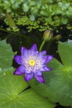 Blue-purple coloured tropical water lily in garden pond, Gigantea Dark Purple, water lily,