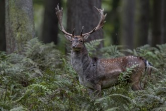 The fallow deer (Dama dama) has left the rut, autumn, rut, fallow deer rut, October, Germany