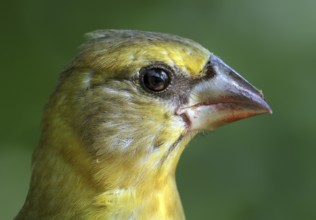 Evening Grosbeak (Hesperiphona vespertina) juvenile, Saskatchewan, Canada